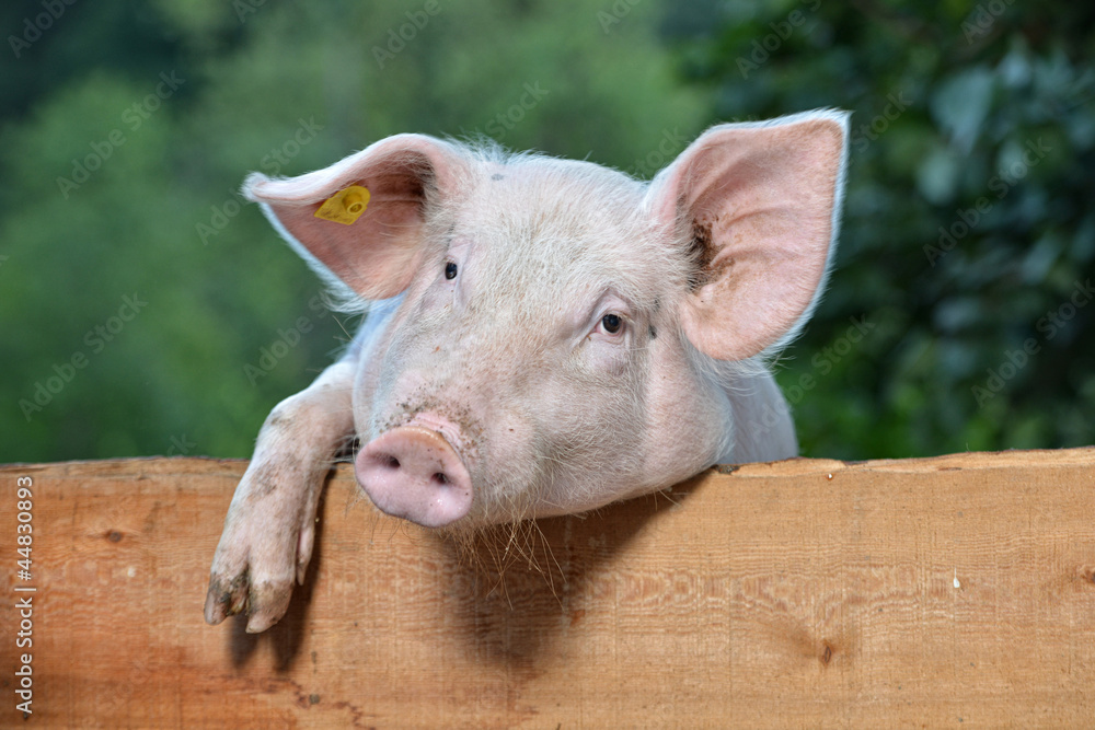 Schwein Schwein