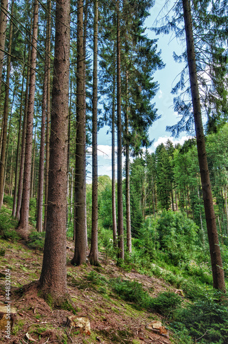 forest © Marek R. Swadzba