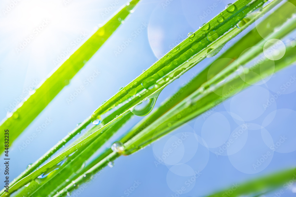 Obraz premium Green grass with dew drops