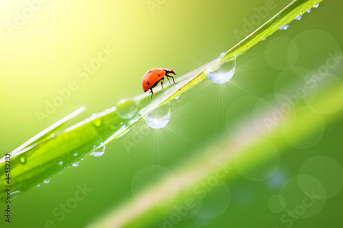 Green grass with dew drops and ladybird