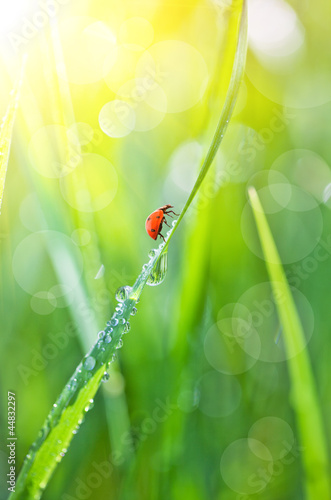 Green grass with dew drops and ladybird