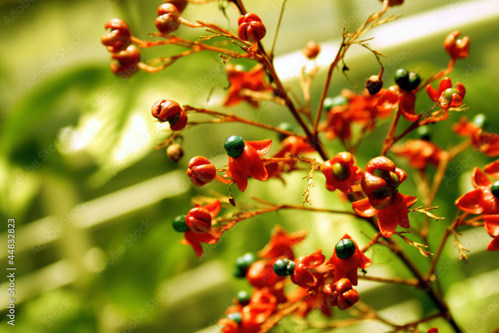 Obraz premium flower red with green background