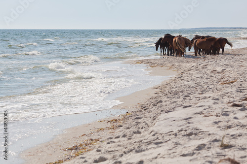 Wild horses on the beach