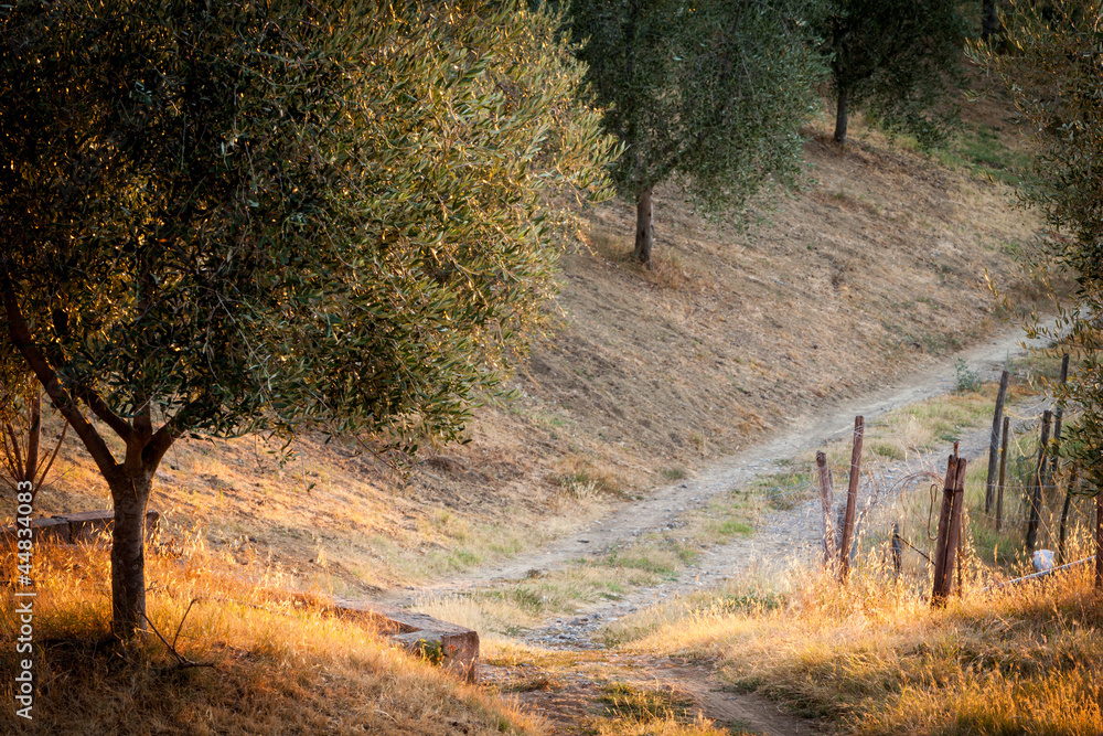 Fototapeta premium Tuscan country at sunrise