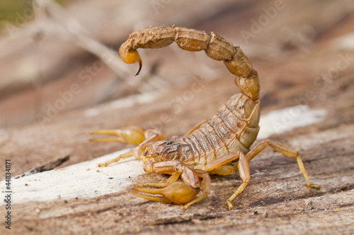 buthus scorpion