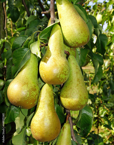Reife Birnen - Pears