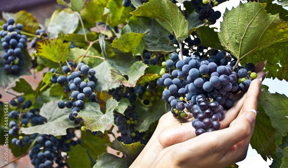 Ripening of dark blue grapes
