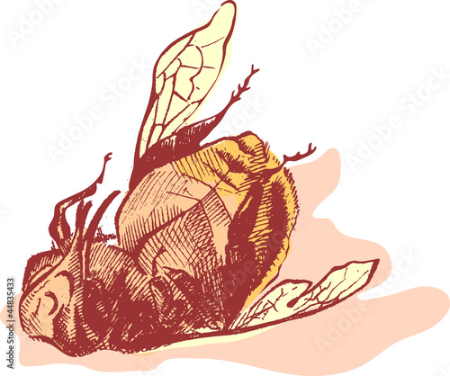 Fotografi Bumblebee