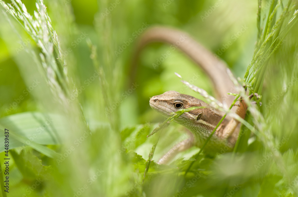 Naklejka premium カナヘビ