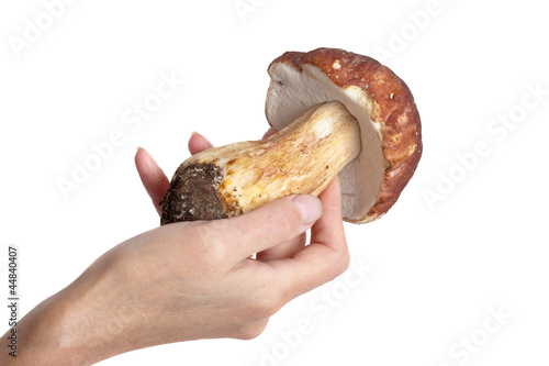 Vászonkép cepe in a hand