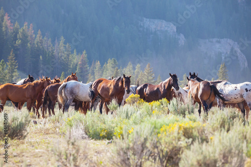 Fototapeta Naklejka Na Ścianę i Meble -  Horse