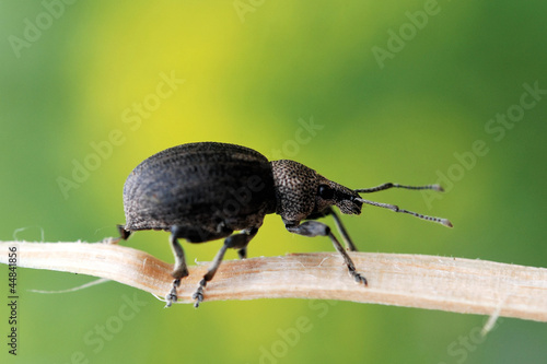 Ground Weevil © heitipaves