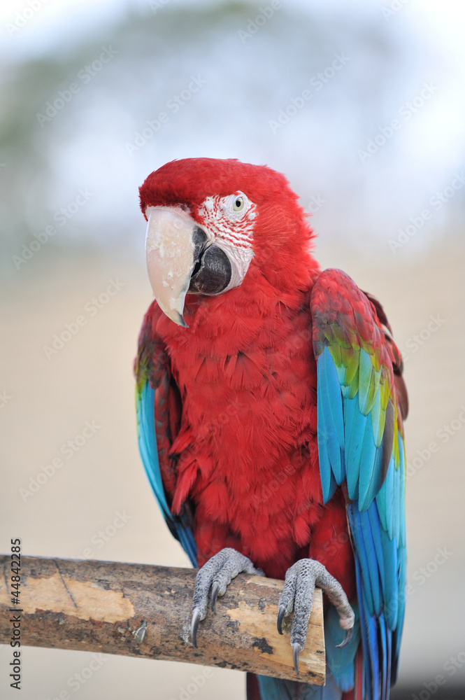 アカコンゴウインコ アカコンゴウインコ