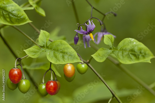 Solanum dulcamara
