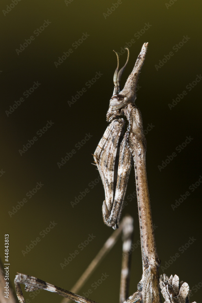 Mantis Palo (Empusa pennata)