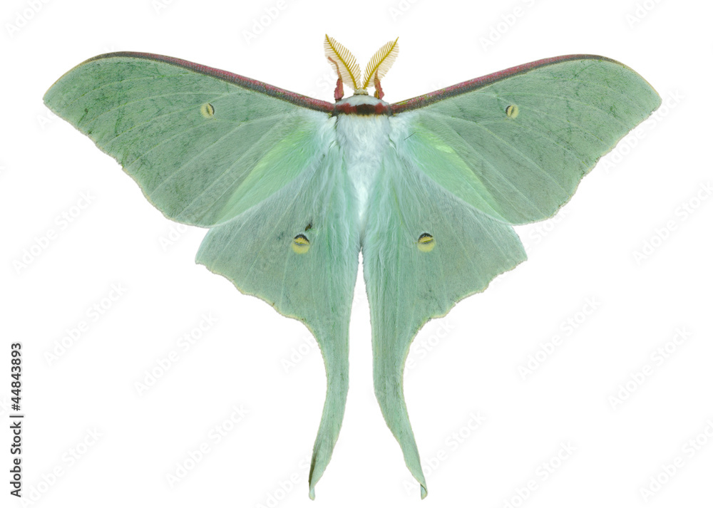 Naklejka premium Night butterfly (Actias artemis) 20