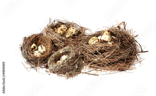 Birds nest with eggs on the white background. (isolated)