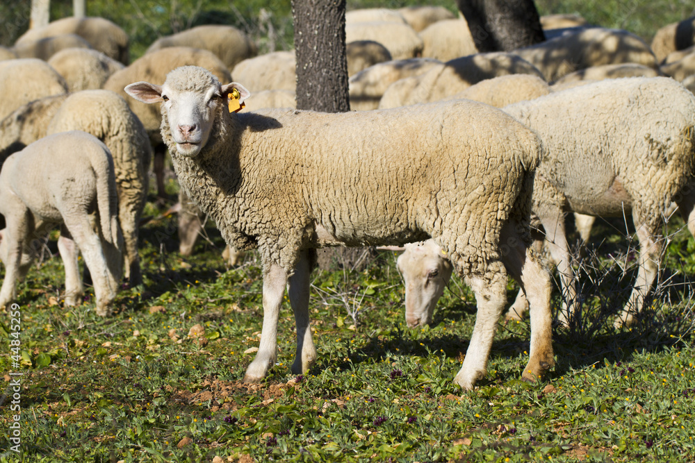 Obraz premium herd of sheep