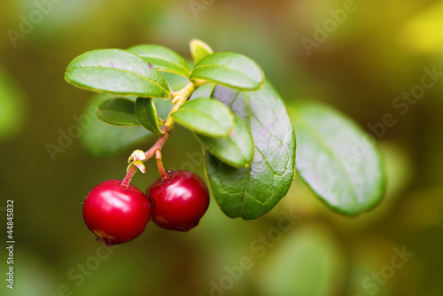 Cowberry closeup in nature