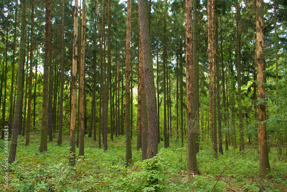 Obraz premium Spruce forest