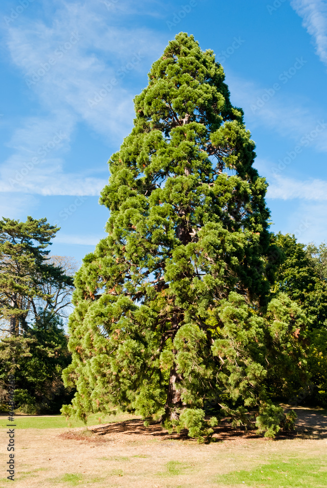 Fototapeta premium Giant sequoia in Bagatelle gardens, Paris