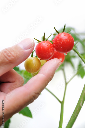 ミニトマトの収穫 © dreamnikon