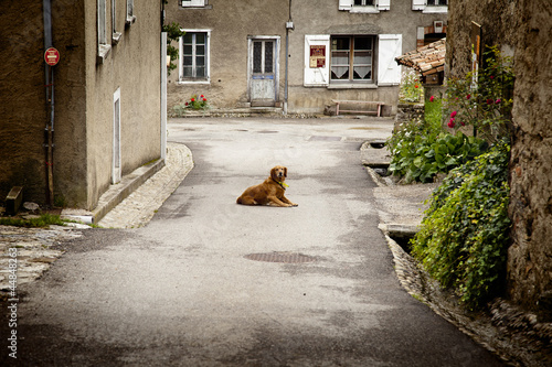 Dog Alone © theblackfatcat