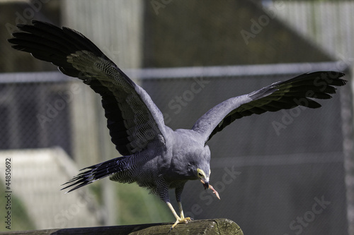 African Harrier Hawk eating meat photo