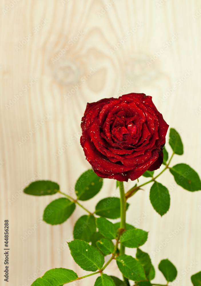 Eine rote Rose vor einem hellen Holzbrett Eine rote Rose vor einem hellen Holzbrett