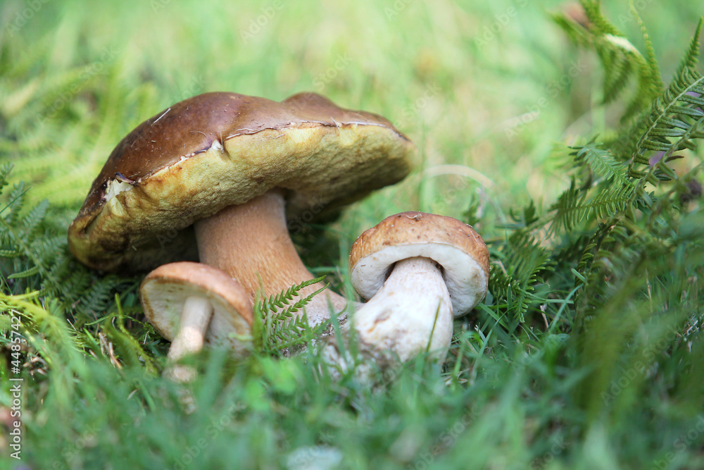 Beautiful autumn mushrooms