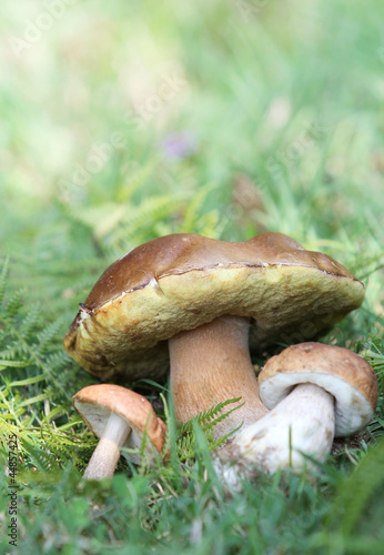 Healthy autumn mushrooms