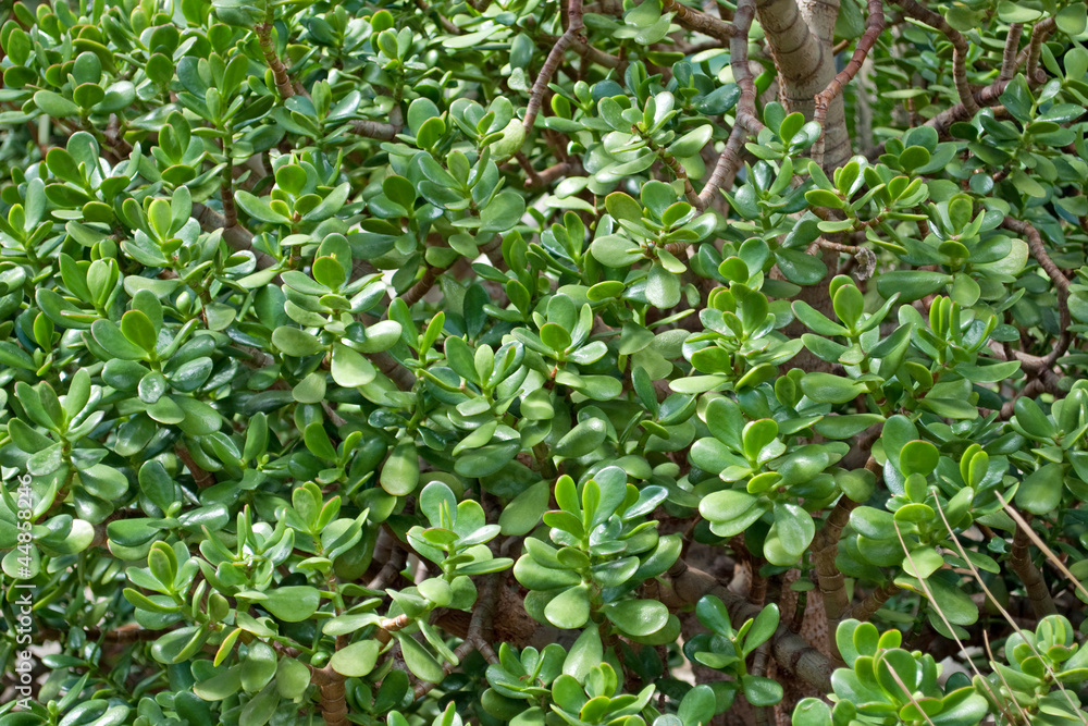 Pfennigbaum - Crassula ovata Pfennigbaum - Crassula ovata