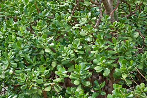 Pfennigbaum - Crassula ovata