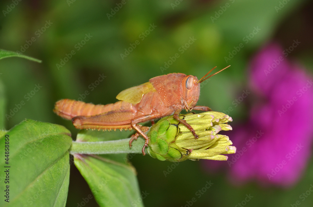closeup of young locust on the flower bud closeup of young locust on the flower bud