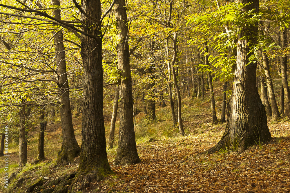 Autumn colors