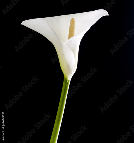 Beautiful white calla lily