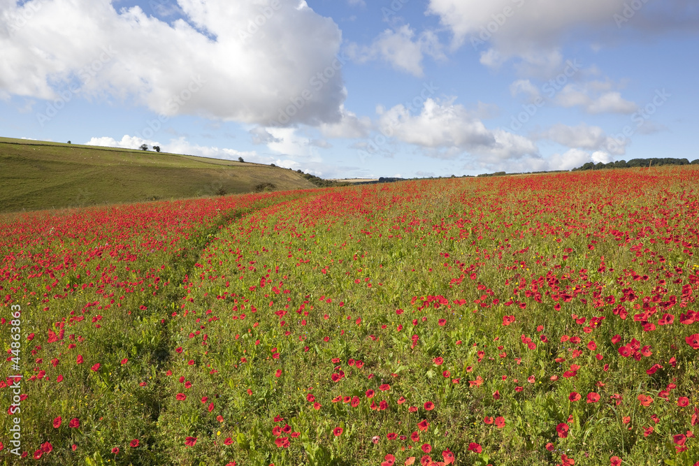 hillside poppies