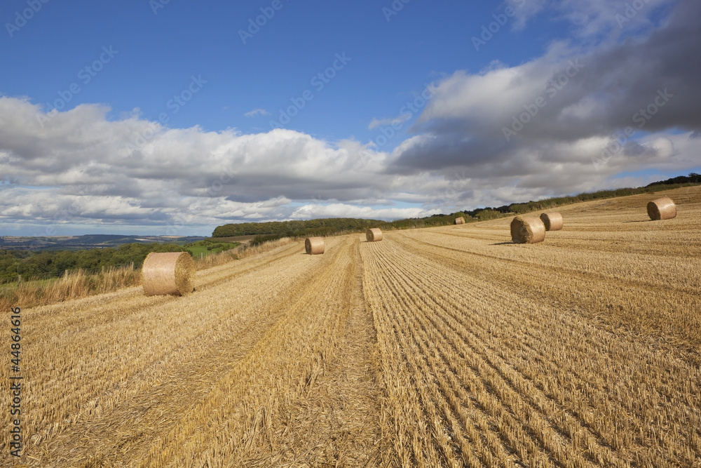 Fototapeta premium harvest time patterns
