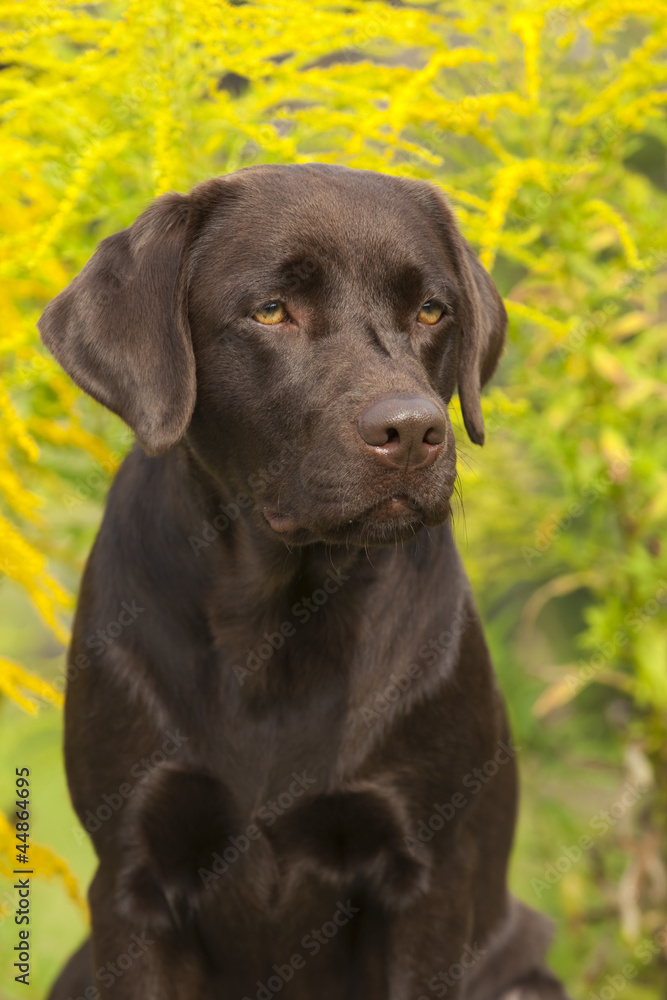 Brauner Labrador Retriever Portrait Brauner Labrador Retriever Portrait