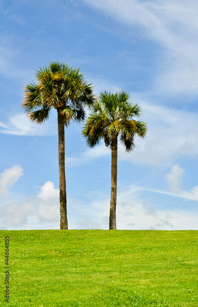two palmtrees in a lush meadow two palmtrees in a lush meadow