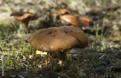 mushrooms in Extremadura 5