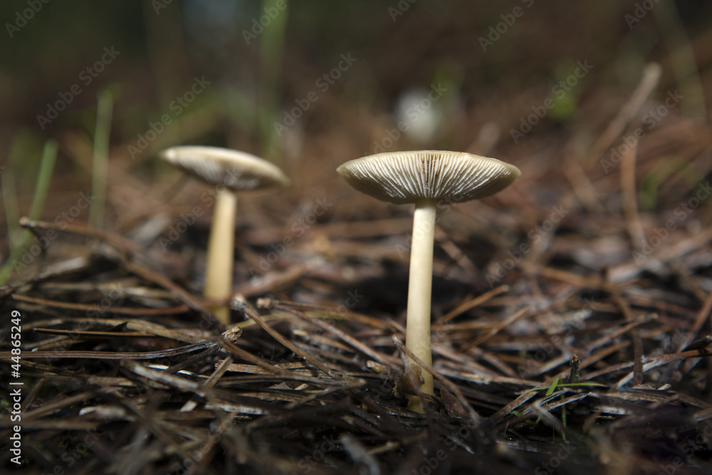 mushrooms in Extremadura 4 mushrooms in Extremadura 4