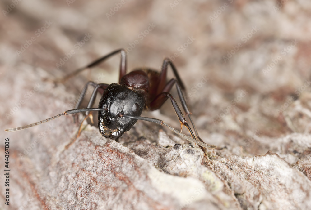Macro photo of a Carpenter ant, Camponotus herculeanus Macro photo of a Carpenter ant, Camponotus herculeanus