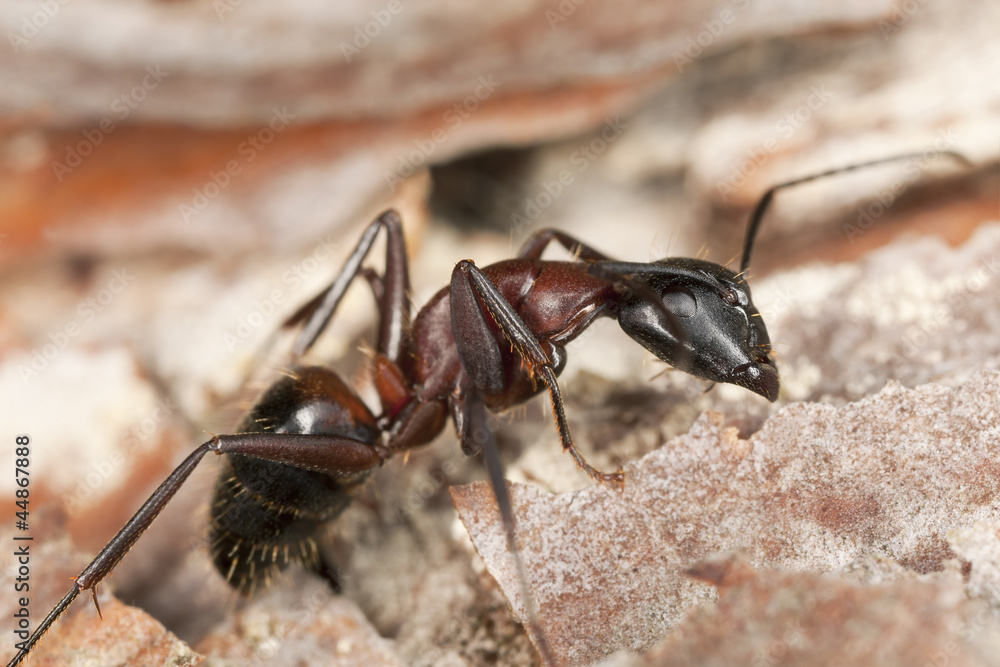 Macro photo of a Carpenter ant, Camponotus herculeanus Macro photo of a Carpenter ant, Camponotus herculeanus