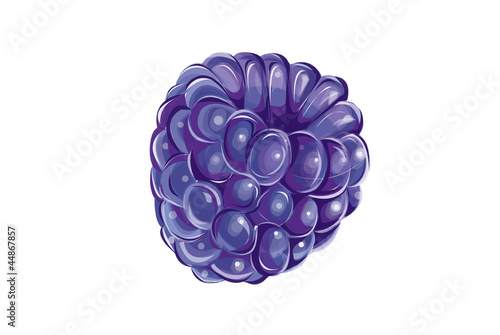 blueberry fresh illustration