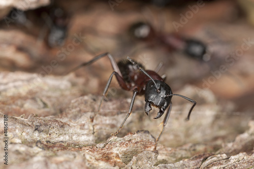 Macro photo of a Carpenter ant, Camponotus herculeanus © Henrik Larsson