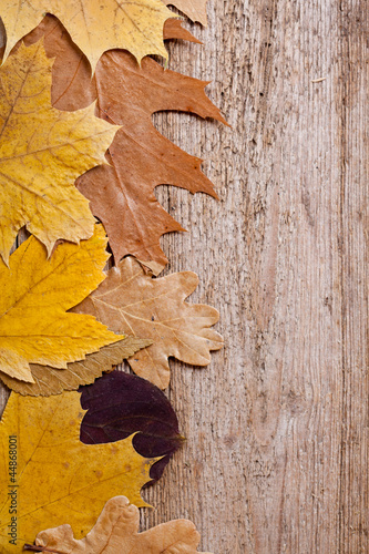 autumn leaves over wooden background