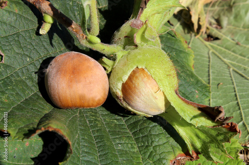 hazelnuts