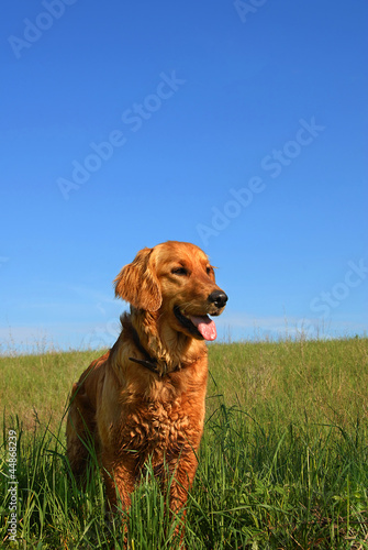 Golden retriever dog