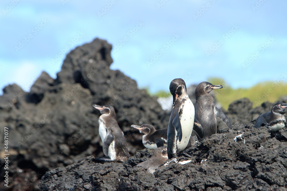 Obraz premium Penguin family in the wild, Galapagos Islands